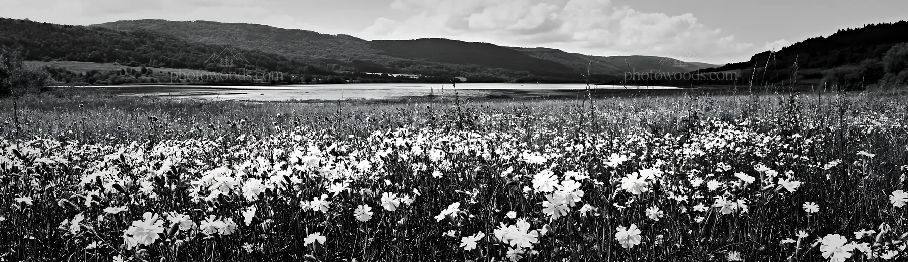 Lakeside meadow in Germany with wildflowers and mountains - AI-generated stock image