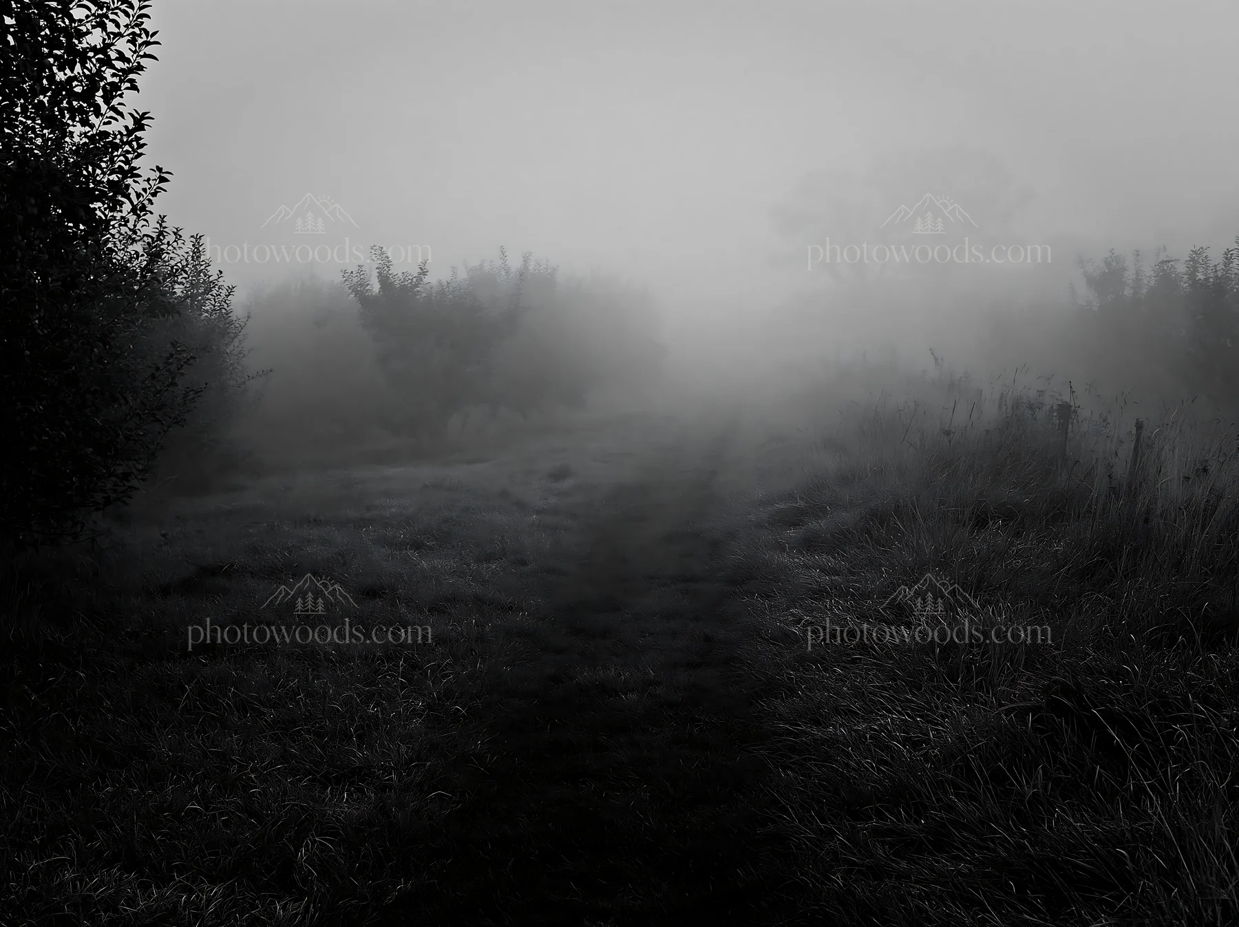 Foggy orchard meadow in early morning light - AI-generated stock image