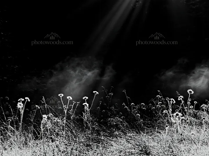 Crepuscular rays shining over a meadow with tall grass - AI-generated stock image