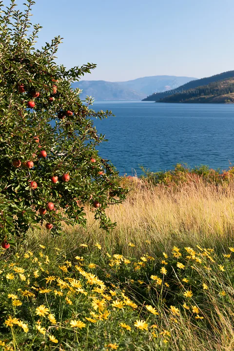 Lakeshore view with apple tree and yellow flowers - AI-generated stock image