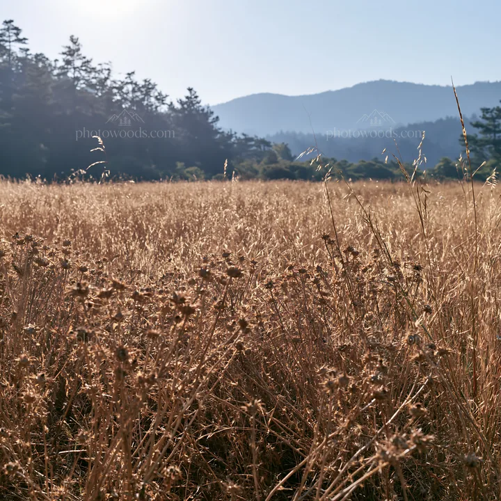 Pine forest meadow under bright sky with distant mountains - AI-generated stock image