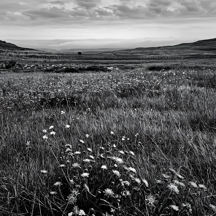 Cloudy limestone wildflower meadow with low hills in background - AI-generated stock image