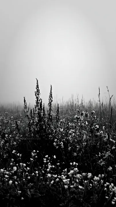 Foggy meadow with wildflowers in black and white - AI-generated stock image