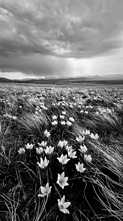 Cloudy pasque flower meadow under an overcast sky - AI-generated stock image