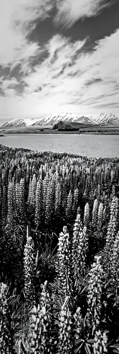 Lupins by Lake Tekapo with snowy Alps in the background - AI-generated stock image