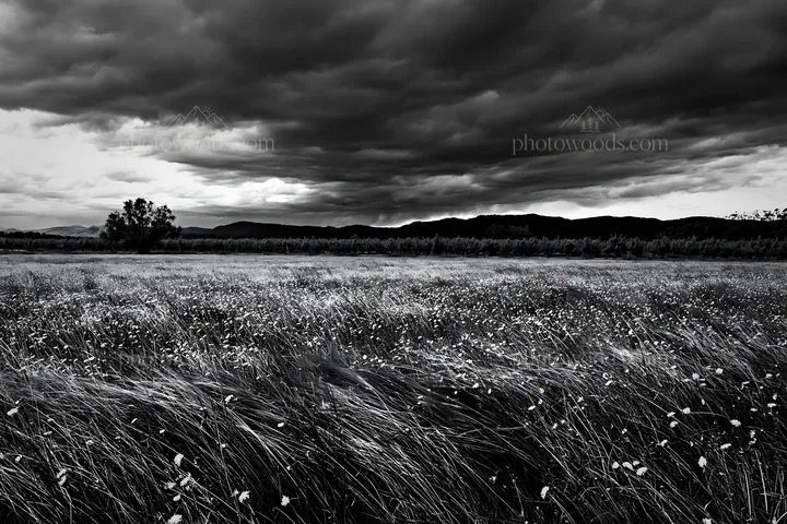 Dandelion orchard meadow under dark clouds - AI-generated stock image