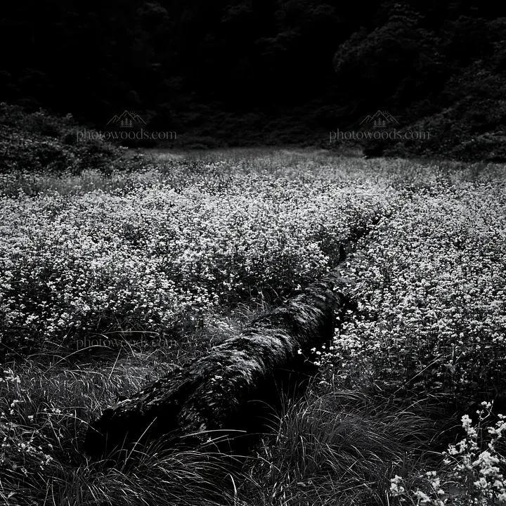 Gifu low carbon meadow with mossy log in black and white - AI-generated stock image