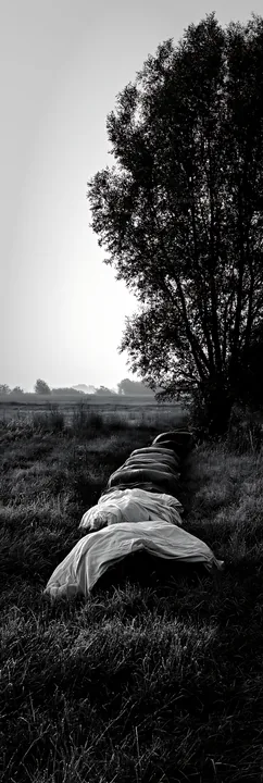 Rolls of fabric laid out in a meadow near a tree - AI-generated stock image