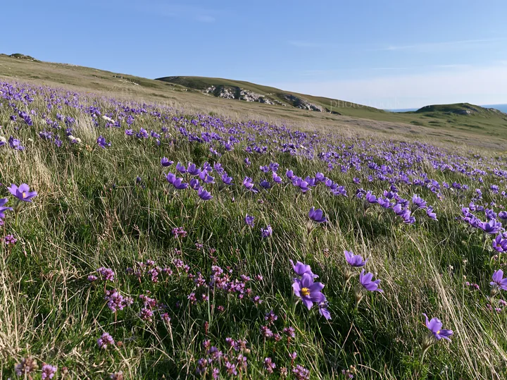 Sunny chalk slope meadow with wildflowers - AI-generated stock image