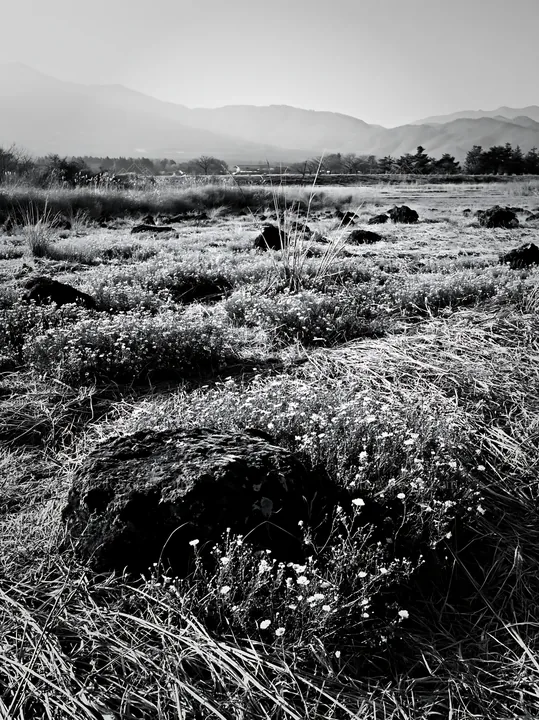 Yamanashi meadow with basalt stones and wildflowers in black and white - AI-generated stock image