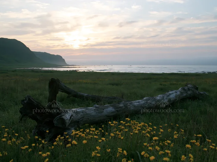 Driftwood on Ishikawa coastal meadow at sunset - AI-generated stock image