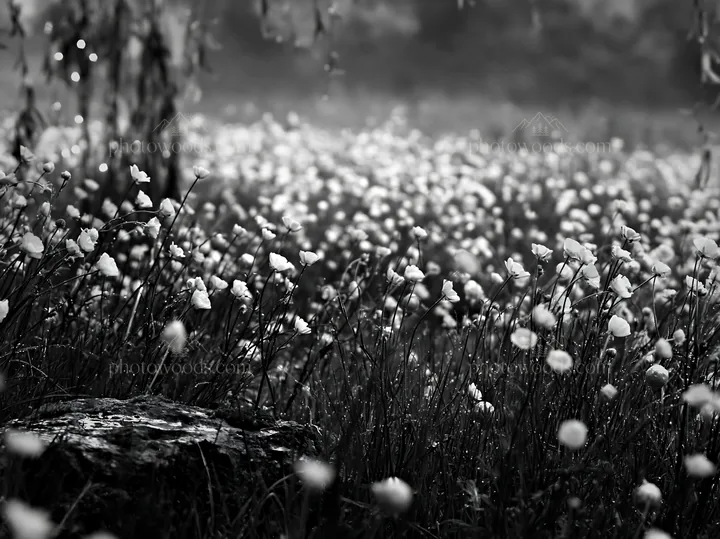 Expansive meadow filled with buttercups and holiday decorations - AI-generated stock image