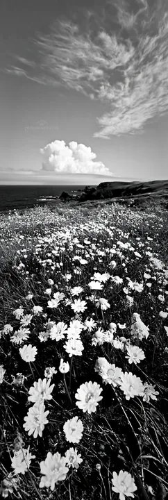 Clifftop meadow with flowers and ocean view - AI-generated stock image