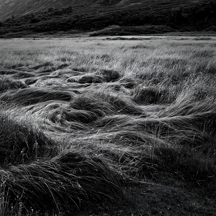 Tall grass meadow in black and white landscape - AI-generated stock image