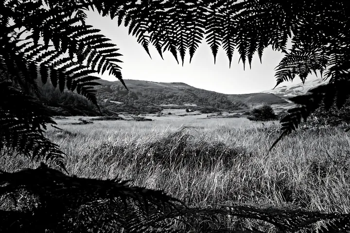 Nara summer meadow with ferns in foreground - AI-generated stock image