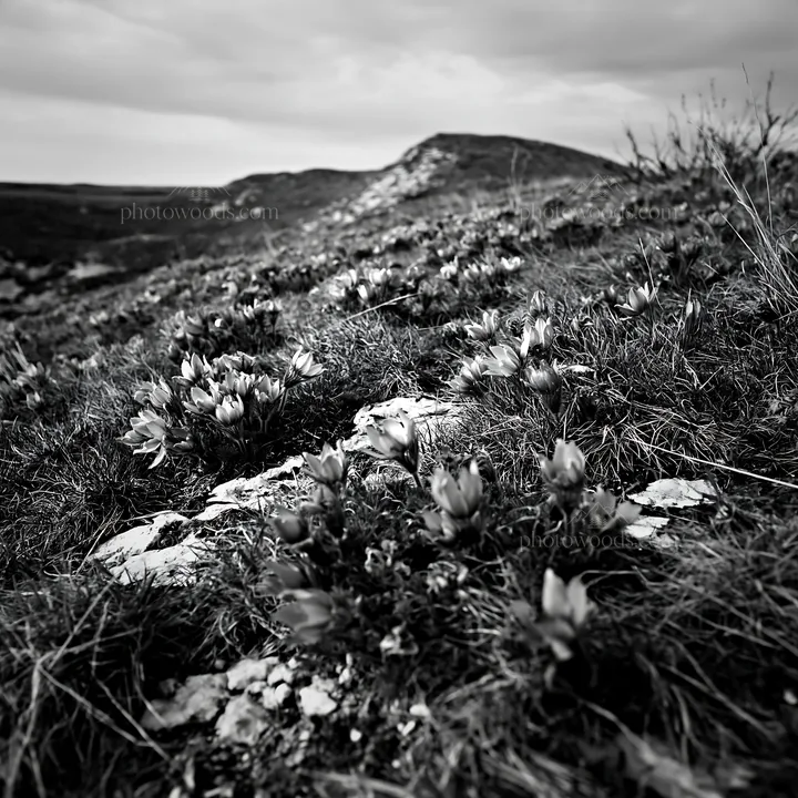 Cloudy pasque flower meadow on rocky terrain - AI-generated stock image