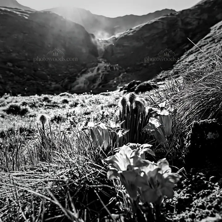 Flower meadow below a cascade in a black and white setting - AI-generated stock image