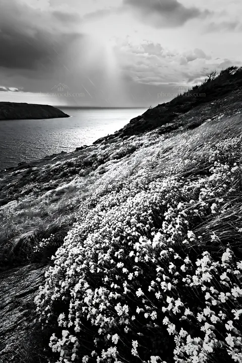 Coastal cliff meadow with flowers overlooking the ocean - AI-generated stock image
