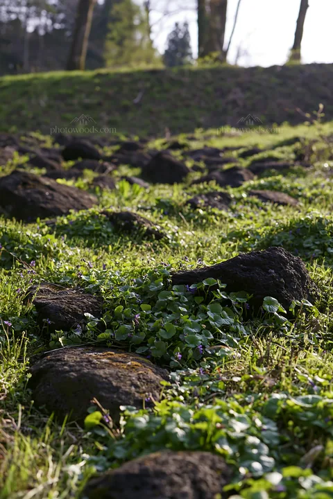Yamanashi meadow with basalt stones and green vegetation - AI-generated stock image