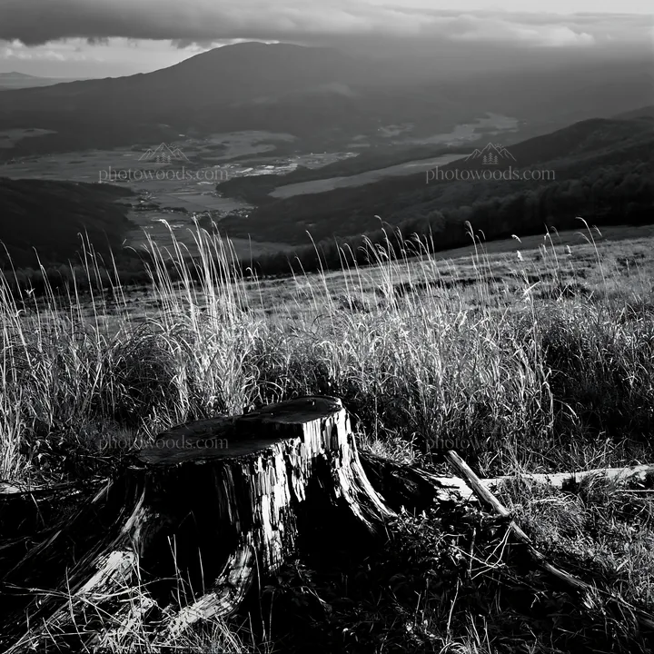 Wakayama autumn meadow with weathered wood and distant mountains - AI-generated stock image