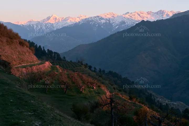 Sunset over apple meadow and mountain range - AI-generated stock image