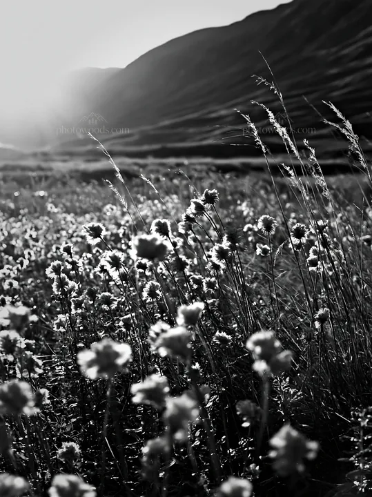 Meadow seedheads backlit at dusk in a black and white scene - AI-generated stock image