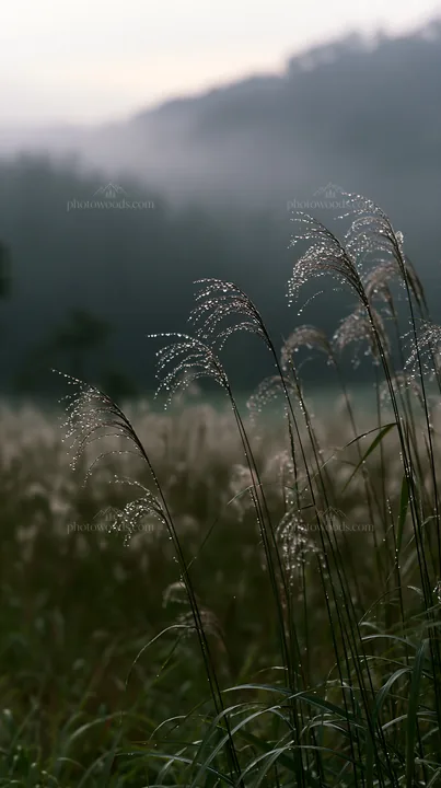 Fukui native grass meadow with rain droplets - AI-generated stock image
