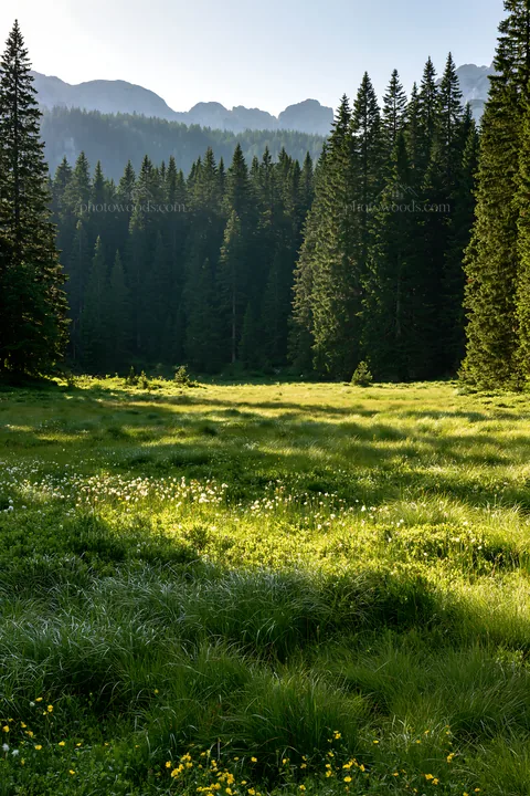 Biodiverse meadow with trees and mountains in the background - AI-generated stock image