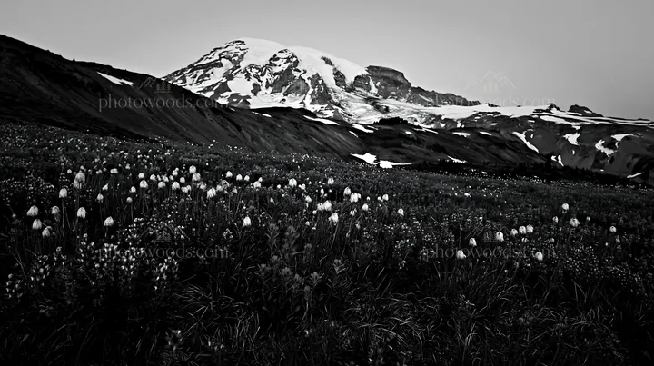 Lupine meadow at Mount Rainier with snow-capped mountain - AI-generated stock image