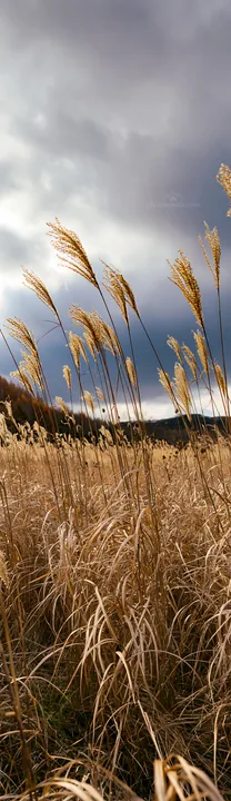 Hokkaido silver grass meadow with seedheads under cloudy sky - AI-generated stock image