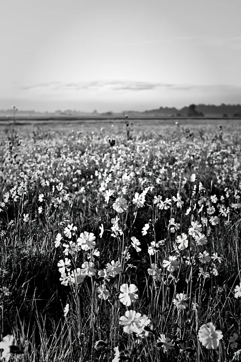 Pink campion meadow in black and white during daytime - AI-generated stock image
