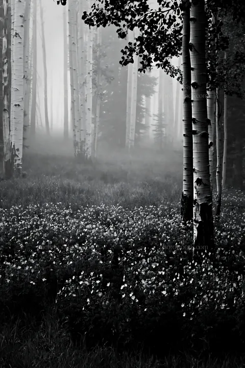 Misty forest meadow with trees and flowers in black and white - AI-generated stock image