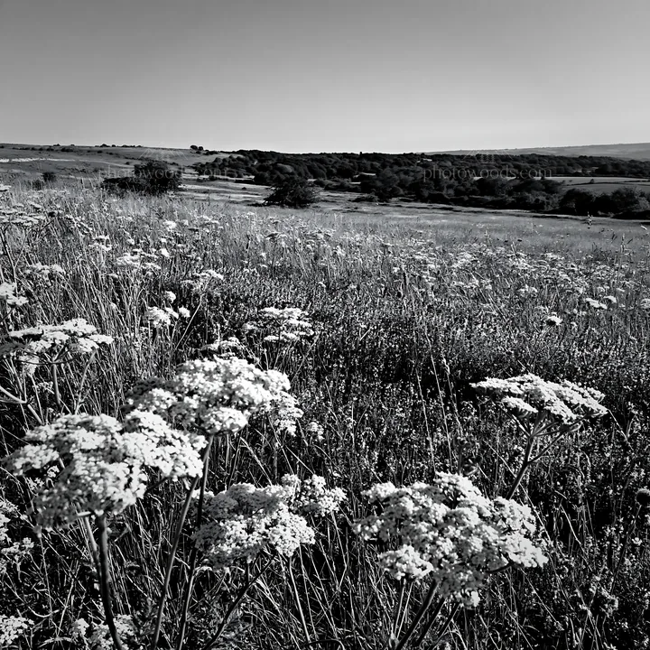 Sunny flowering limestone meadow with distant hills and trees - AI-generated stock image