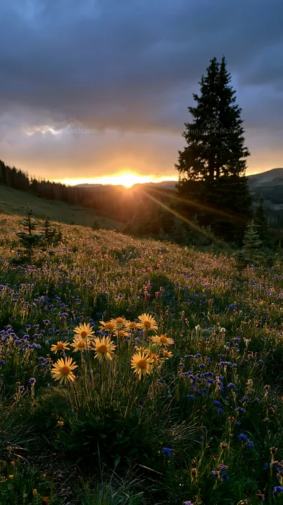 Christmas tree in meadow under glowing sky at sunset - AI-generated stock image
