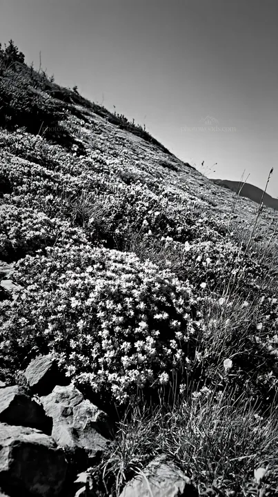 Sunny limestone slope meadow with wildflowers - AI-generated stock image