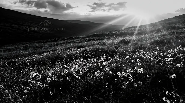 Crepuscular rays over a meadow with wildflowers - AI-generated stock image