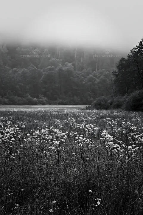 Meadow with wildflowers in Hungarian wooded valley - AI-generated stock image