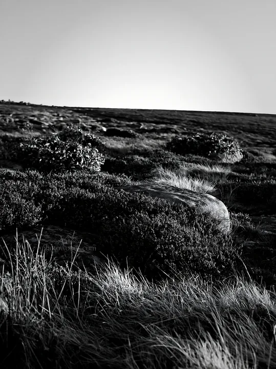 Expansive meadow with pink heather and stone in winter light - AI-generated stock image