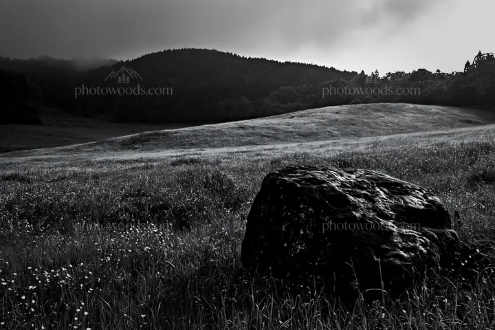 Misty meadow with moss covered stone in Shimane - AI-generated stock image