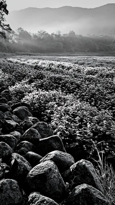Kanagawa meadow with volcanic stones at sunrise - AI-generated stock image