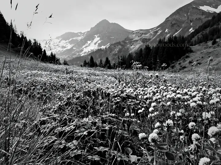 Swiss alpine meadow with mountain backdrop in black and white - AI-generated stock image