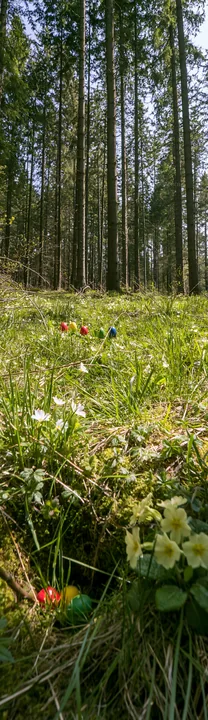 Spruce forest meadow with wildflowers under bright sunlight - AI-generated stock image