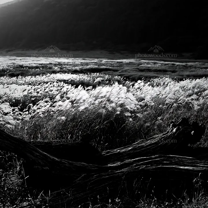 Wakayama autumn meadow with weathered wood in foreground - AI-generated stock image