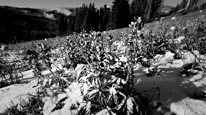 Snow-covered meadow in Rocky Mountain Park with wildflowers - AI-generated stock image