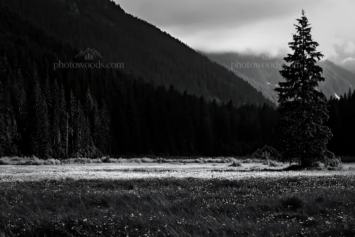 Christmas tree in snowy mountain valley meadow - AI-generated stock image