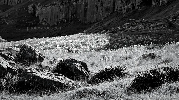 Biodiverse meadow with rocky terrain and varied plant life - AI-generated stock image