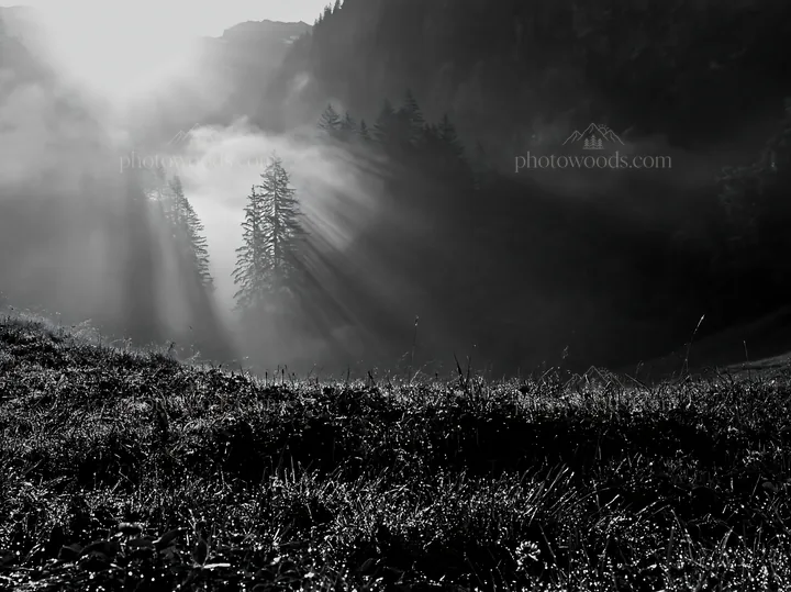 Light rays through trees in Lauterbrunnen Valley meadow - AI-generated stock image