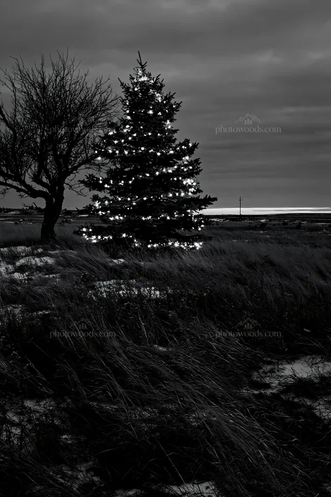 Decorated Christmas tree in snowy meadow under evening lights - AI-generated stock image