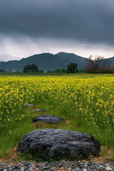Hiroshima meadow with rocks under rainy sky - AI-generated stock image
