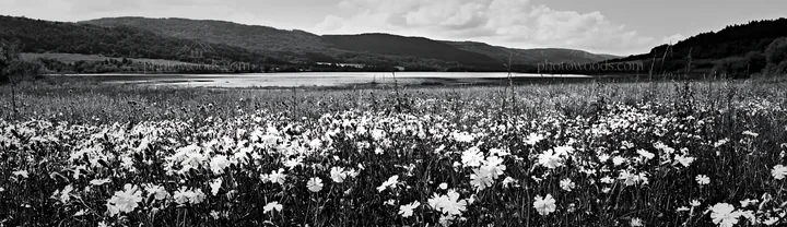 Lakeside meadow in Germany with wildflowers and mountains - AI-generated stock image